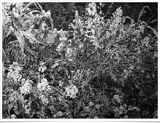 Park Flower Border
pencil on paper
43 x 32 cm Park Flower Border
pencil on paper
43 x 32 cm